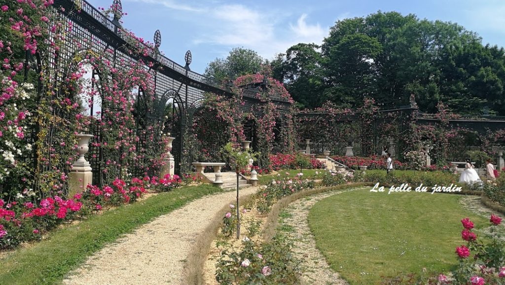 Balade à la roseraie de la Haye les roses La Pelle du Jardin