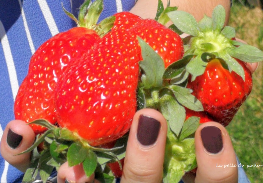 fraise3