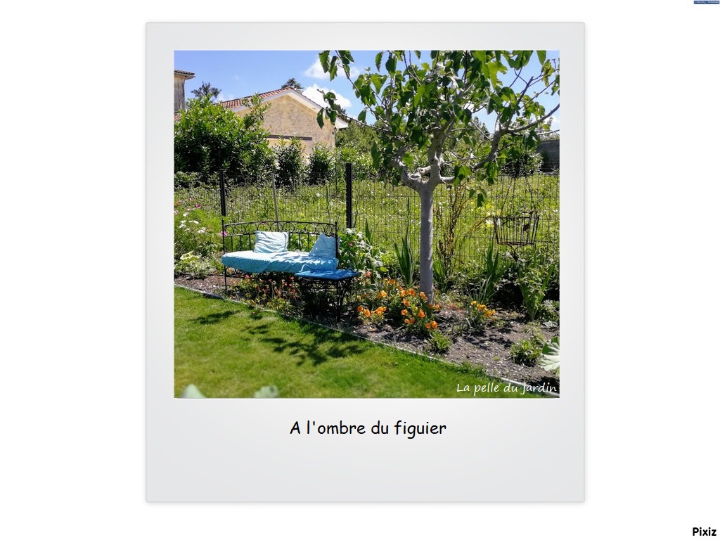 figuier