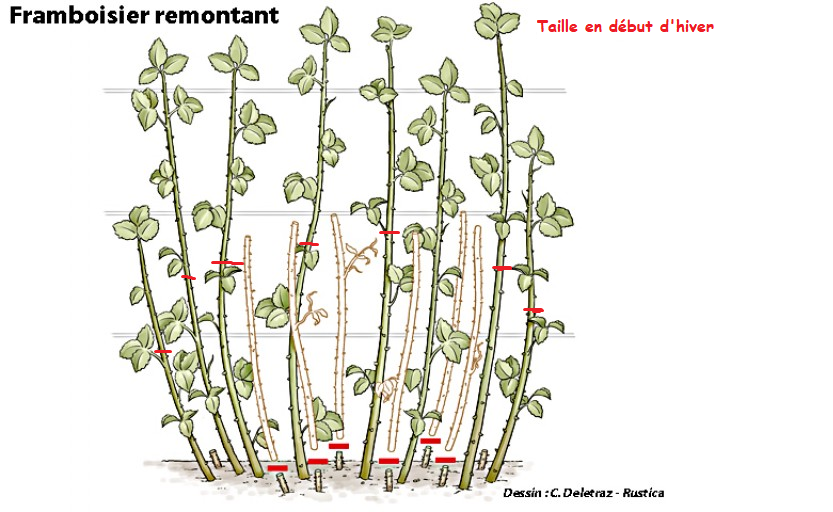 taille framboisier dessin.png