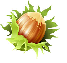 noisette