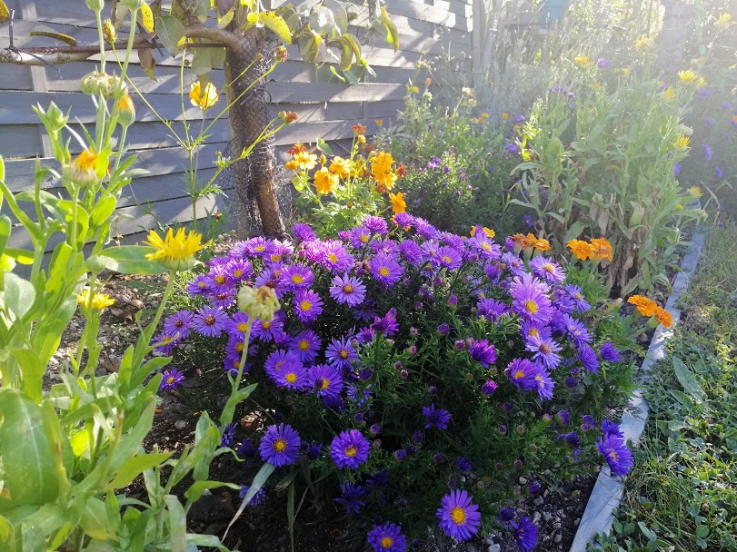 ASTER.jpg