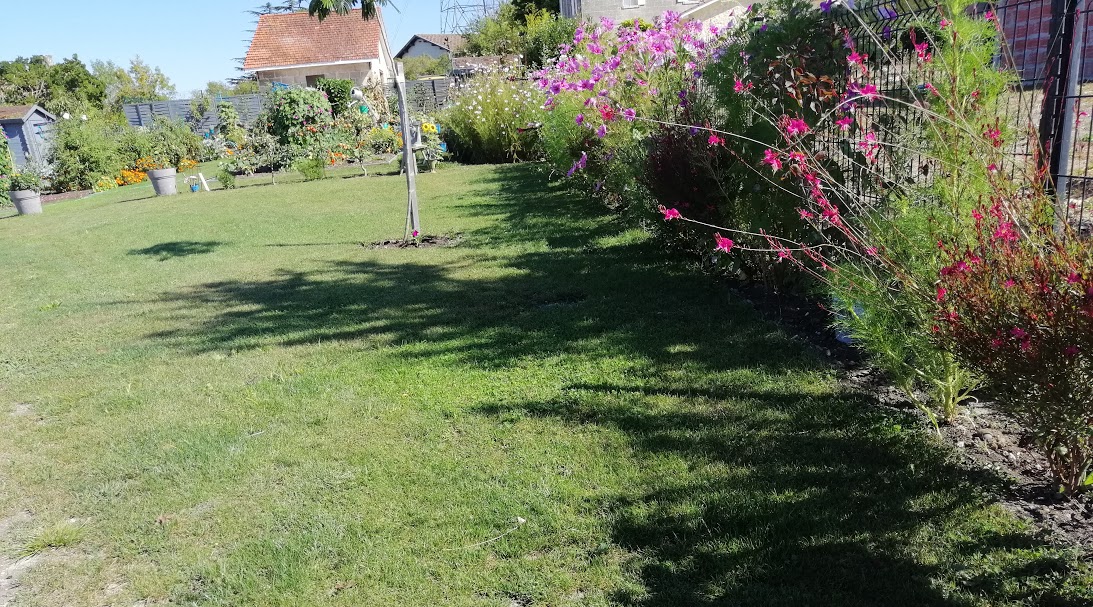 Gaura.jpg