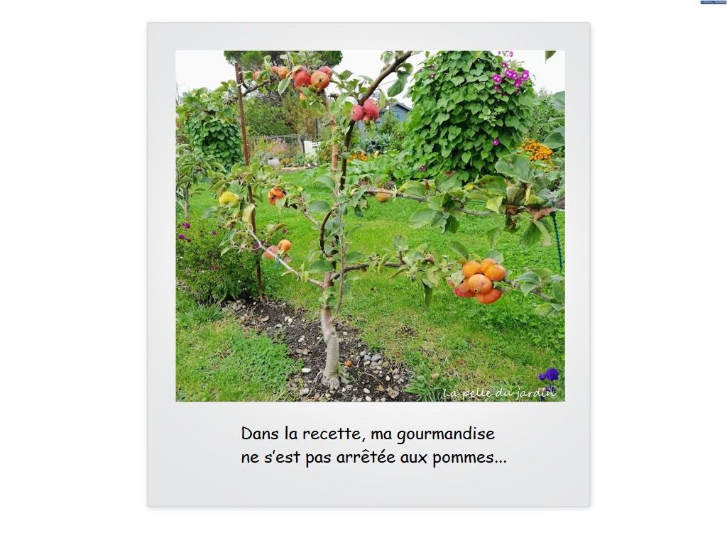 pommier potager.jpg