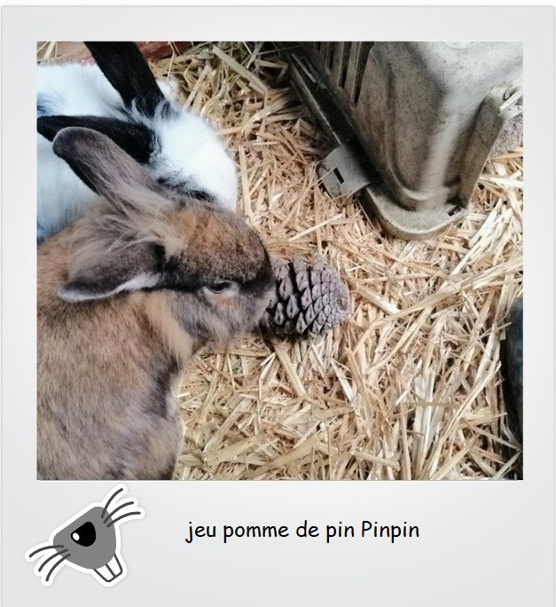 lapin pomme de pin2