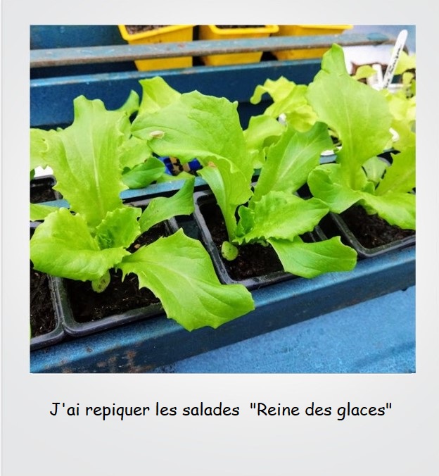 salade repiquage