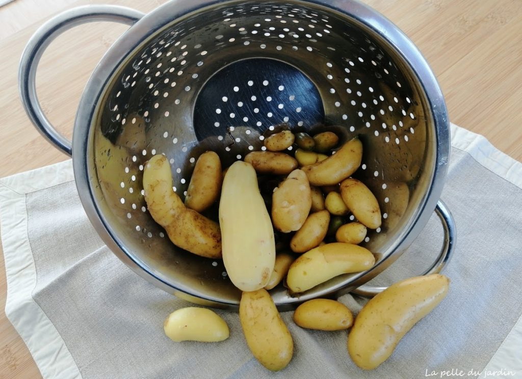 Comment congeler les pommes de terre nouvelles La Pelle du Jardin
