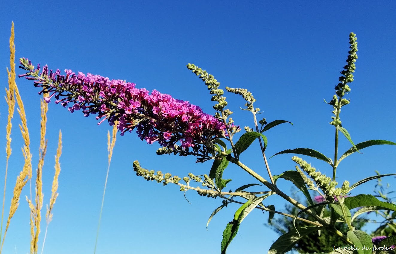 buddleia1