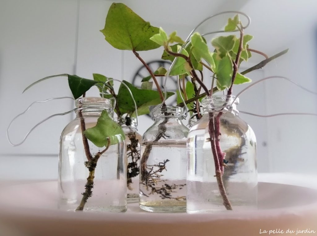 Mes boutures de lierre La Pelle du Jardin