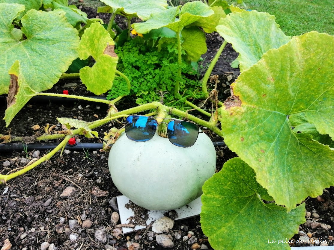 RAM Lunette