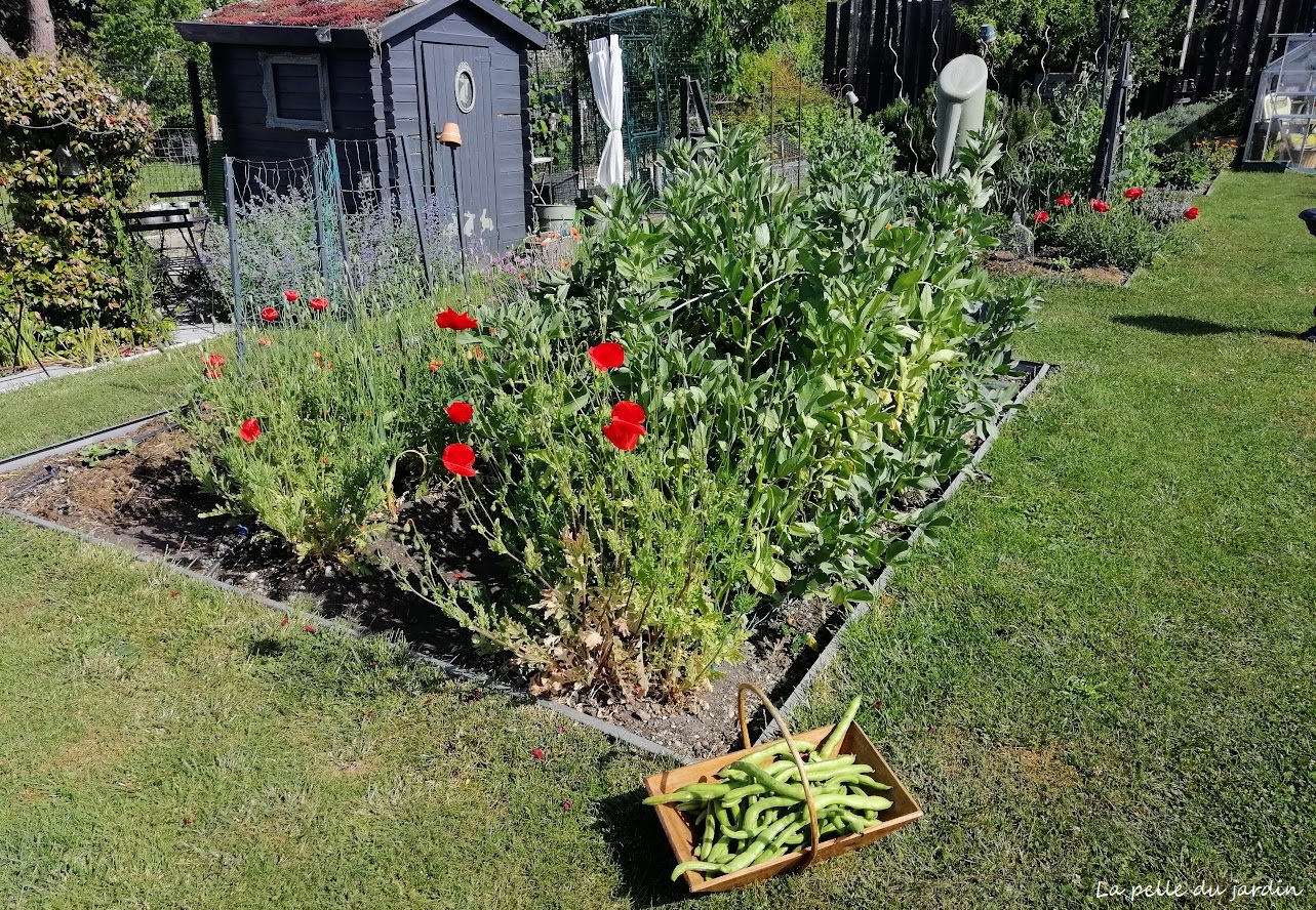 Les dernières fèves de la saison au potager