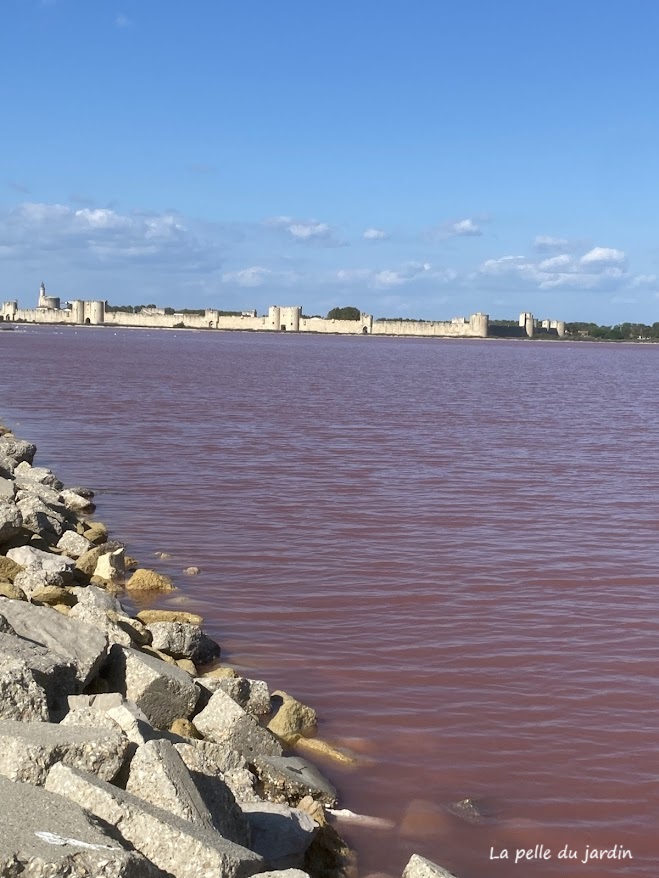 Balade dans les salins avec un point de vue sur les remparts de la ville d’Aigues-Mortes,