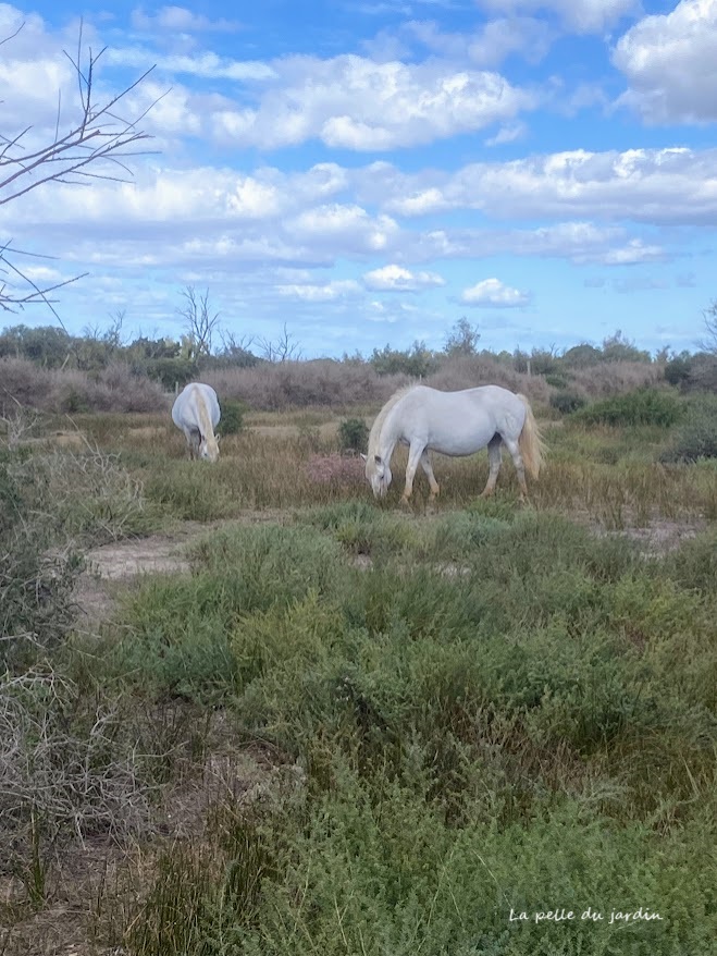 En Camargue, des paysages tellement grandioses dont nous n'avons pas l’habitude