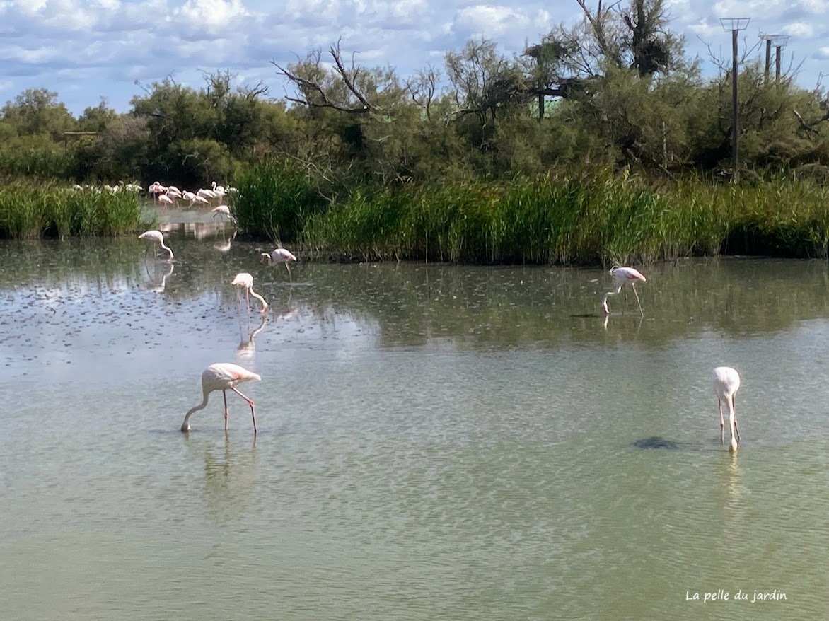 Parc Ornithologique de Gau