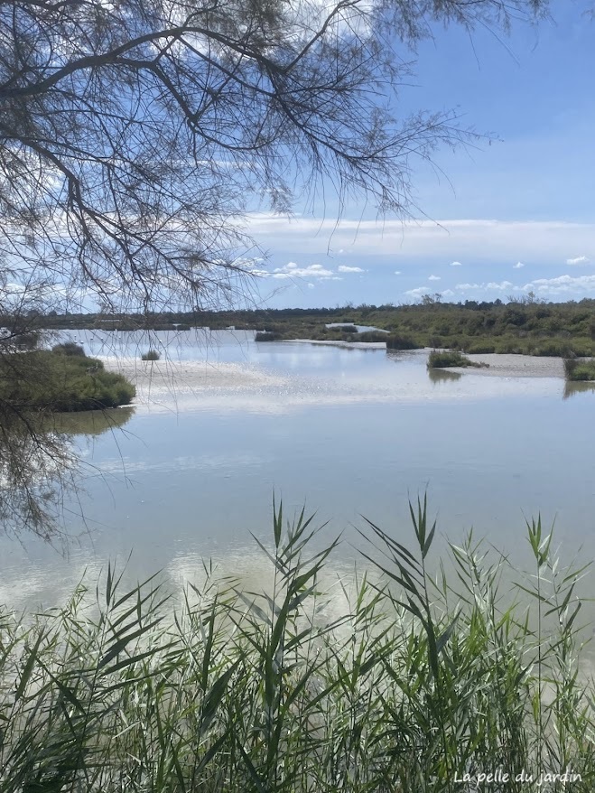 La Camargue, des espaces naturels et sauvages